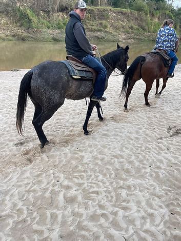 bella ranch horseback riding|bella ranch horse rides.